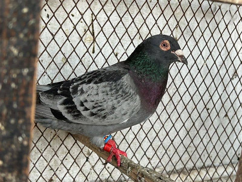 pigeons for sale health and Active 1