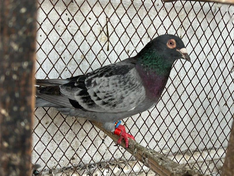 pigeons for sale health and Active 2