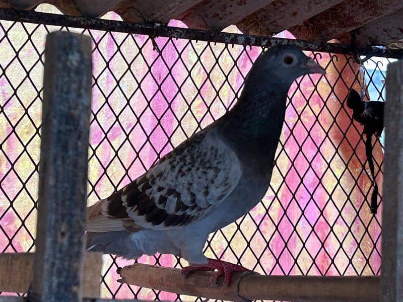 pigeons for sale health and Active 3