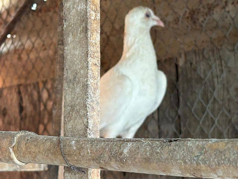 pigeons for sale health and Active 4
