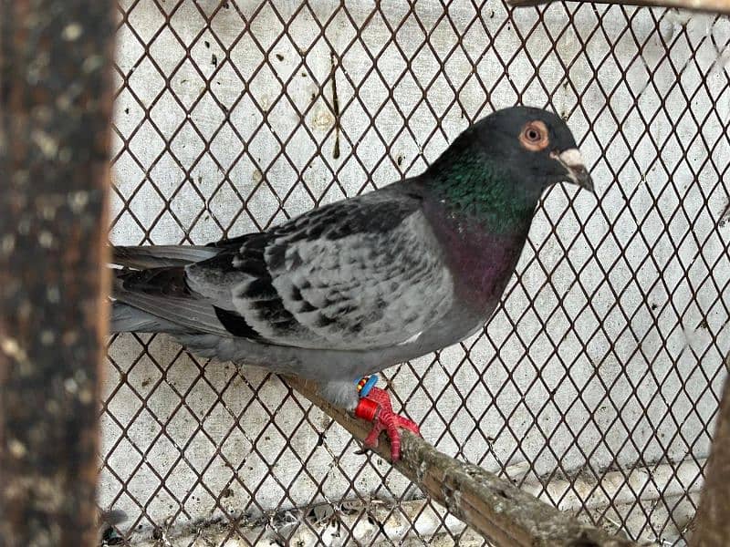pigeons for sale health and Active 5