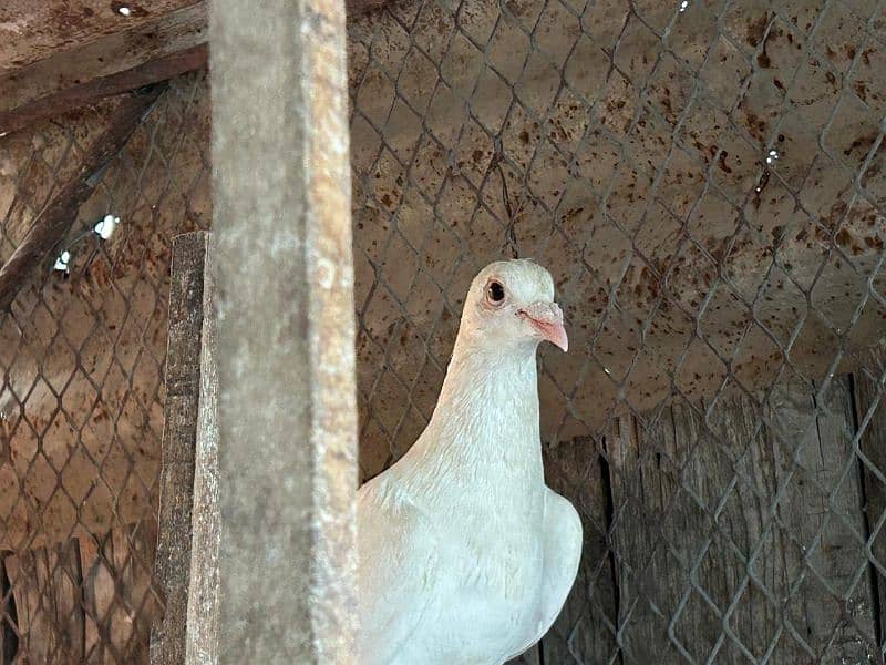 pigeons for sale health and Active 6