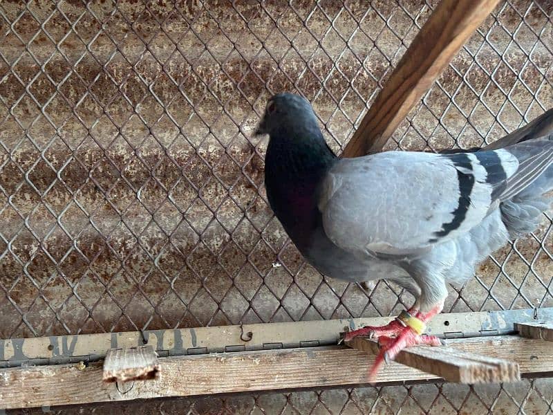pigeons for sale health and Active 7