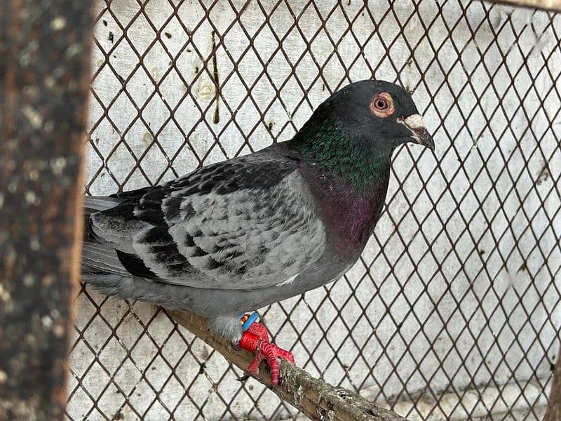 pigeons for sale health and Active 8