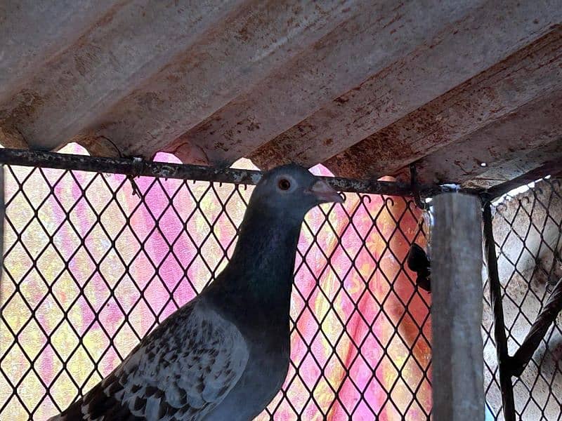pigeons for sale health and Active 10