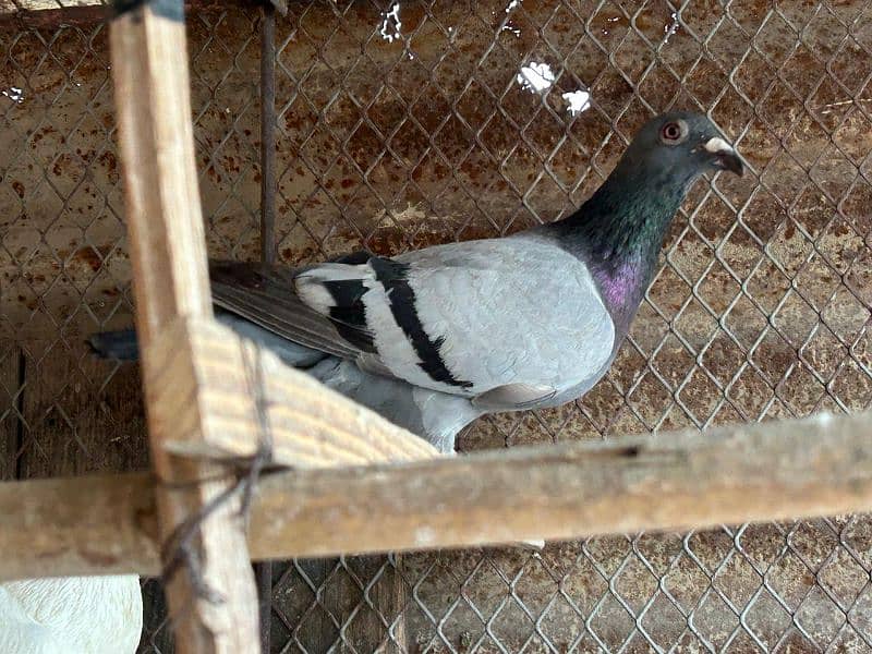 pigeons for sale health and Active 11