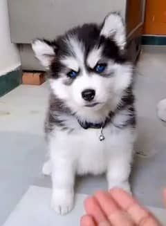 Siberian Husky blue eyes puppies