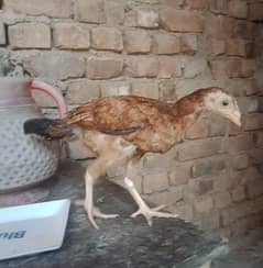 5 Farmi chicks and 4 misri chicks for sale.  whatsapp 03434835491