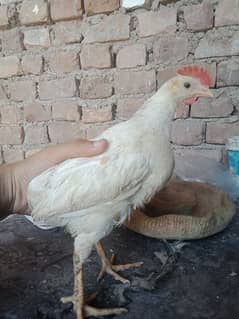 5 Farmi chicks  for sale.  whatsapp 03434835491
