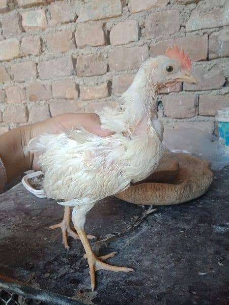 5 Farmi chicks  for sale.  whatsapp 03434835491 2