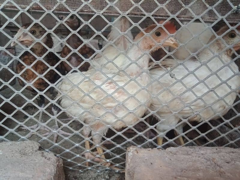 5 Farmi chicks  for sale.  whatsapp 03434835491 6
