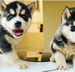 siberian Huskies pups