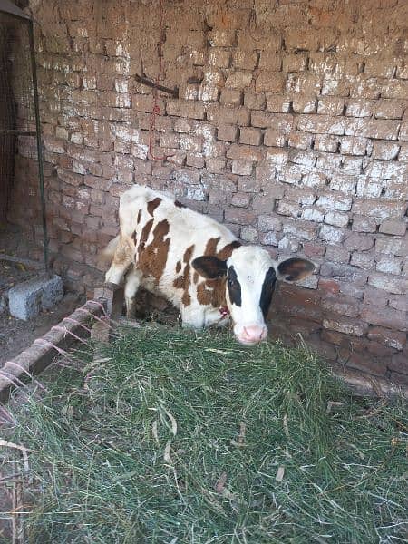 freezan cow original hai 1