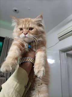 Male Persian Cat 3 months old