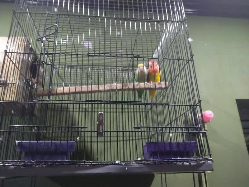 Lovebirds Breeder Pair for sale 0