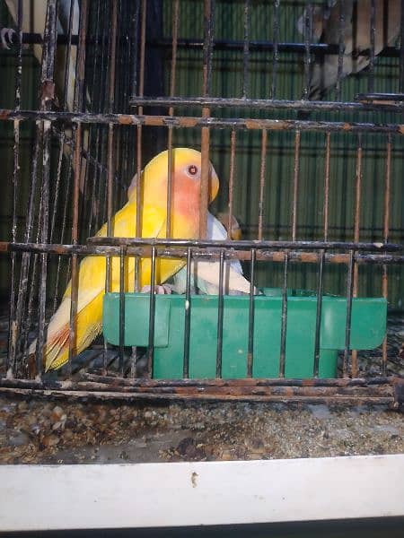 Lovebirds Breeder Pair for sale 2