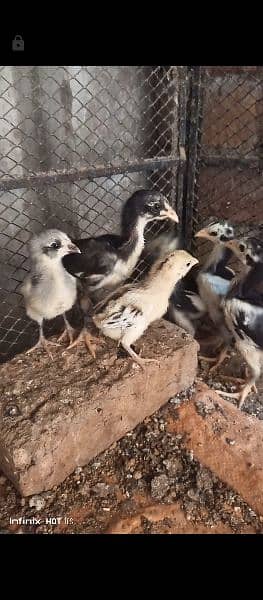 Pure Thai Necklocker Chicks for sale read add plz 2