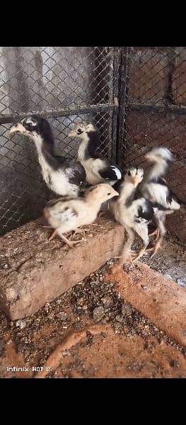 Pure Thai Necklocker Chicks for sale read add plz 4