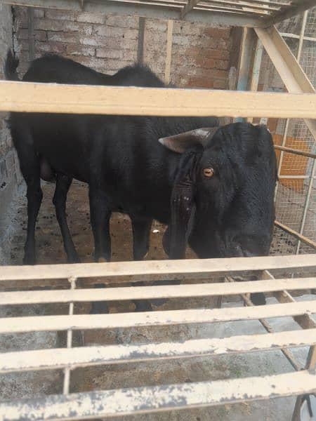 goat for sale 033 3 91 389 56 1