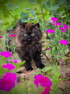 PERSIAN KITTEN BLACK , EXTREME PUNCHED