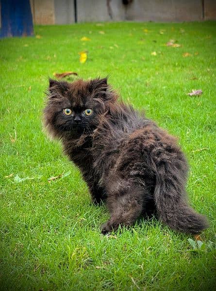 PERSIAN KITTEN BLACK , EXTREME PUNCHED 1