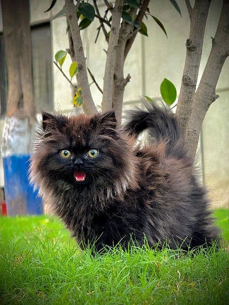 PERSIAN KITTEN BLACK , EXTREME PUNCHED 3