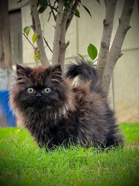 PERSIAN KITTEN BLACK , EXTREME PUNCHED 5