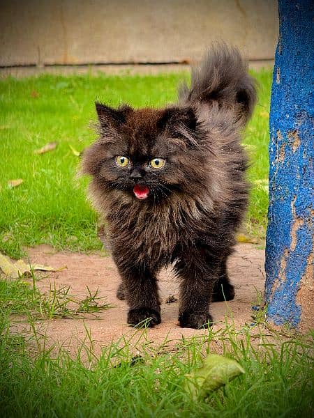 PERSIAN KITTEN BLACK , EXTREME PUNCHED 6