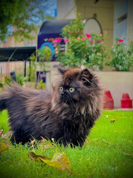 PERSIAN KITTEN BLACK , EXTREME PUNCHED 7