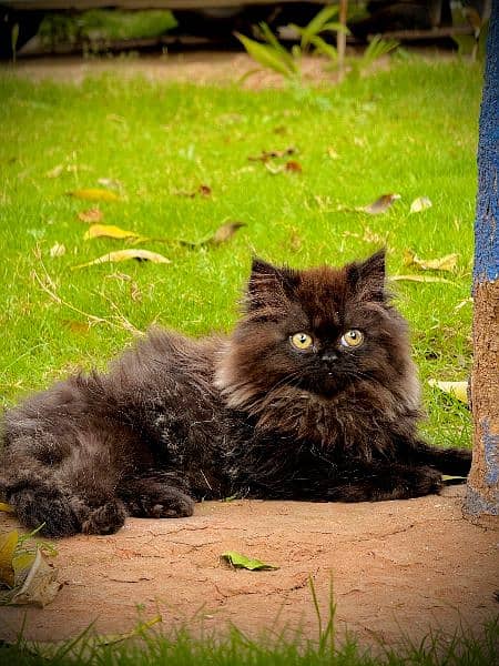 PERSIAN KITTEN BLACK , EXTREME PUNCHED 9