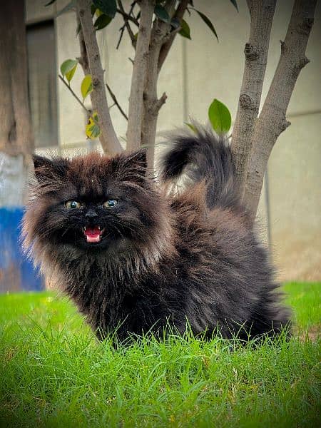 PERSIAN KITTEN BLACK , EXTREME PUNCHED 10