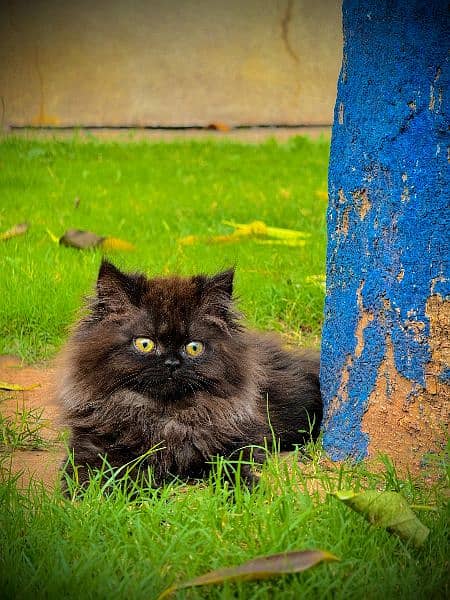 PERSIAN KITTEN BLACK , EXTREME PUNCHED 11