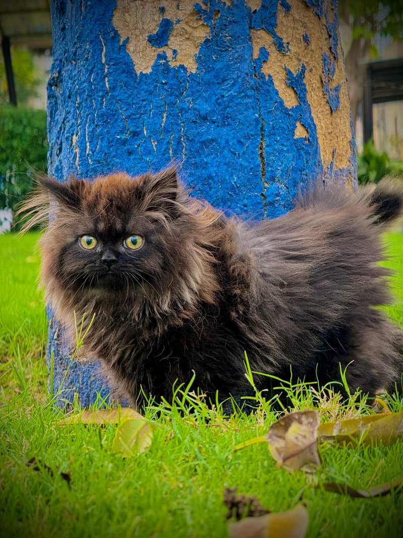 PERSIAN KITTEN BLACK , EXTREME PUNCHED 14