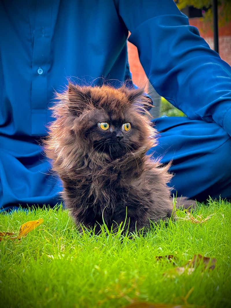 PERSIAN KITTEN BLACK , EXTREME PUNCHED 15
