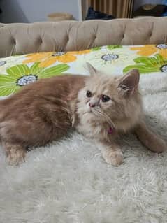 Russian cat about to be 4 months old