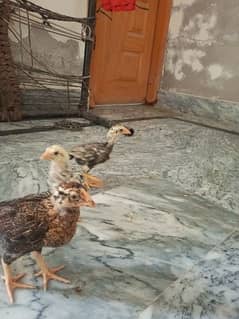 Aseel Chicks available 10 piece 0