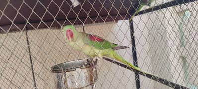 2 adult female raw parrots(24000 each) 0