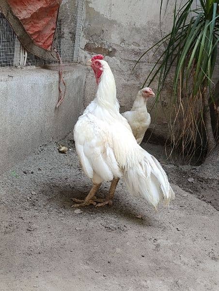 heera breeder pair 2