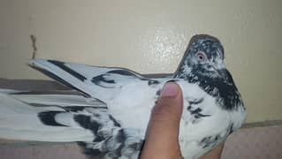 high flying pigeons (03140496108) 0