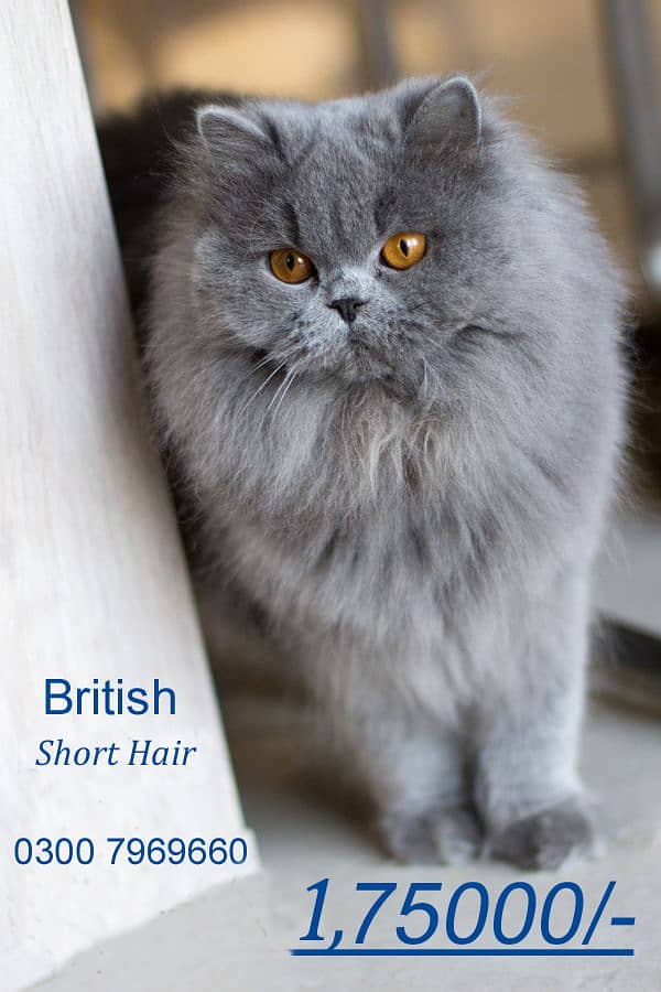 Persian Cat British Long Hair 0