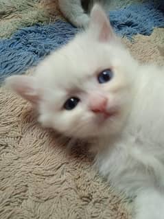 punch Face pure Persian kitten