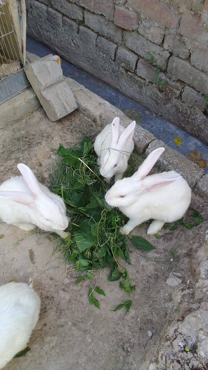 New zeland white Rabbit | Bunny pair | 2