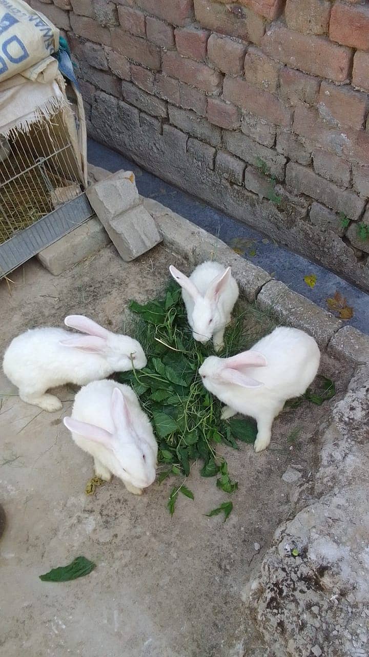 New zeland white Rabbit | Bunny pair | 3