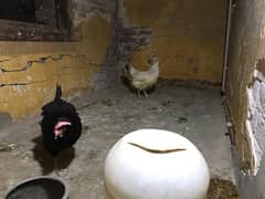 desi hens eggs laying 2 pcs