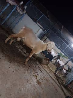 11 month sheep fo sale 0
