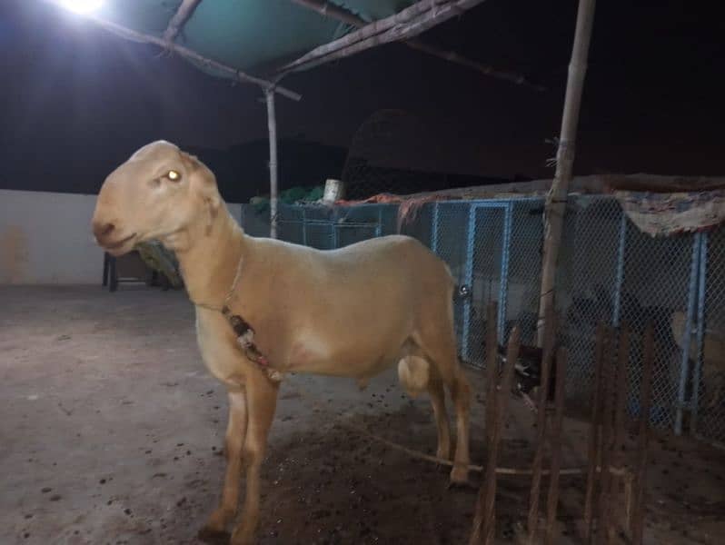 11 month sheep fo sale 2