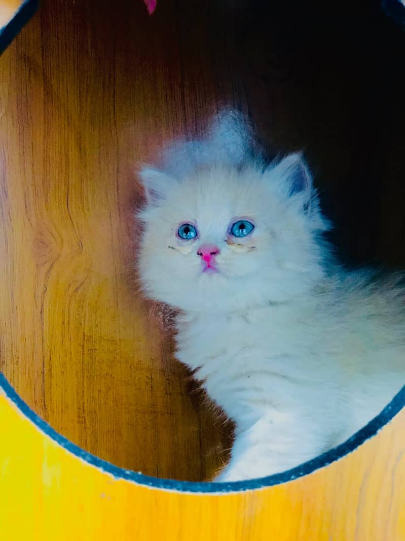 Persian Kitten | Punch face | Tripple coat | Ginger Cat | Doll face | 3