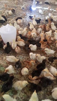 misri chicks 12days,22days,60days,90days and egg laying chickens