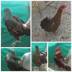 Aseel / Murgha / Desi murgha /Assel chick/hen for sale