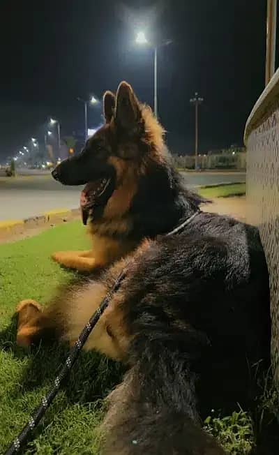 German Shepherd Female Pedigree 0